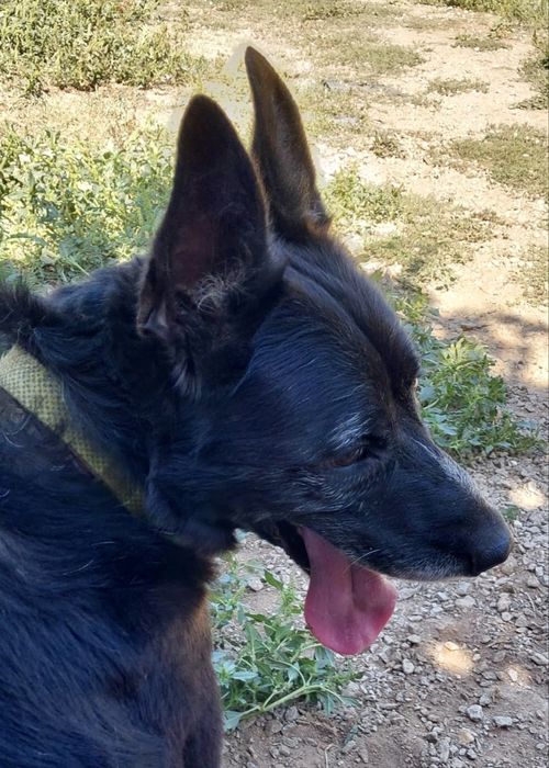 Macho adulto de porte médio/grande para adoção responsável!