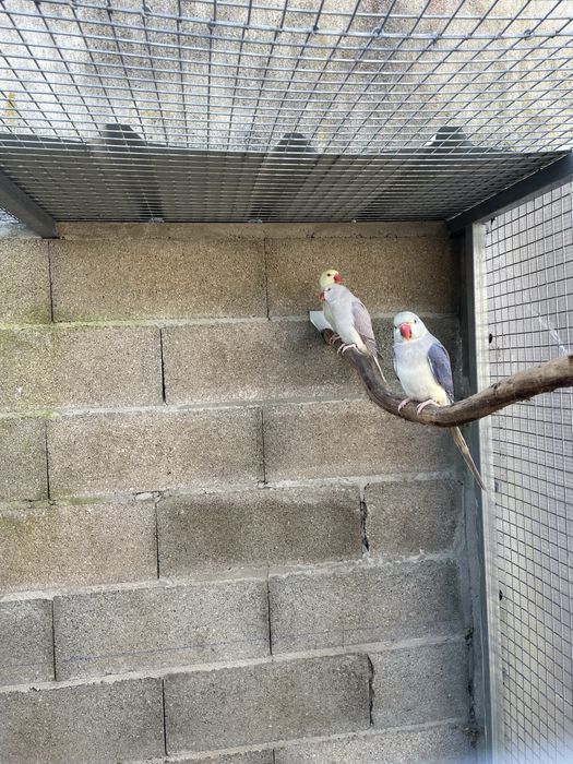 Ring Necks Violeta Muito MEIGOS