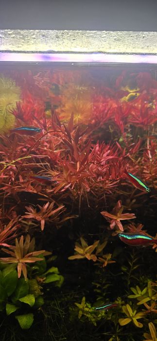 Rotala,rotala vietnam