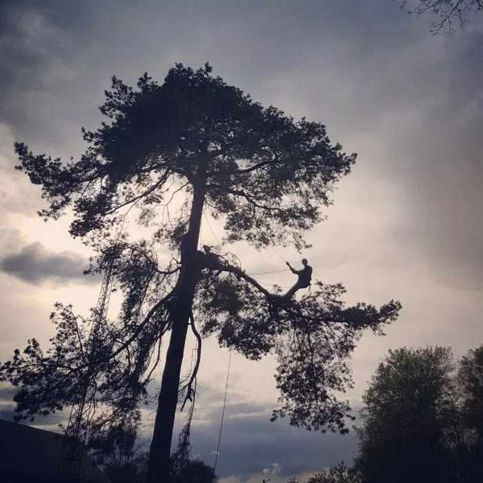 Зрізання аварійних дерев з гарантією збереження майна