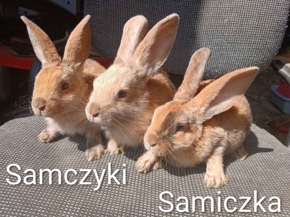 Sprzedam króliki mieszańce
