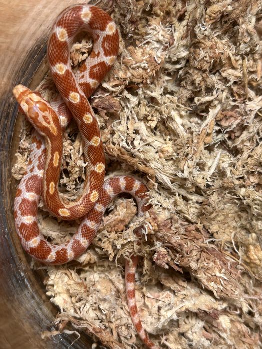 Wąż zbożowy Amel poss red factor