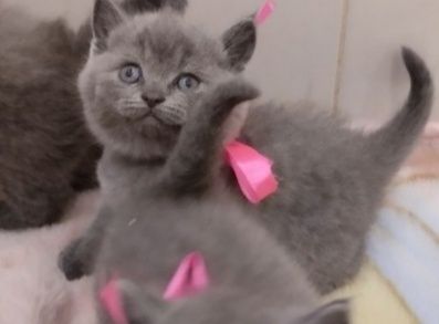 Шотландські чистокровні кошенята