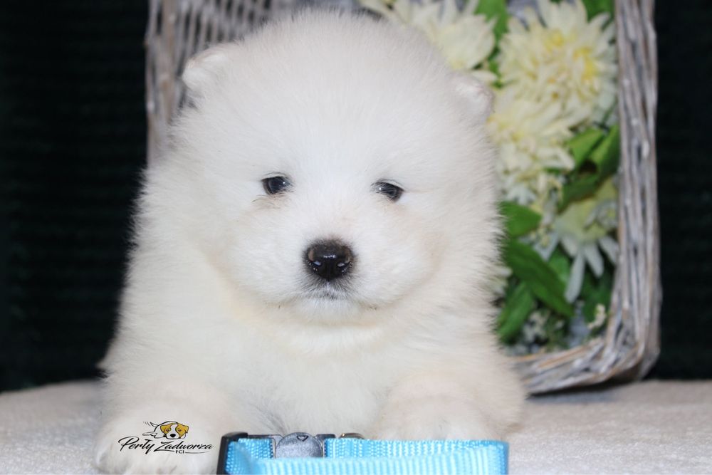 Piesek Samoyed *ZKwP FCI*