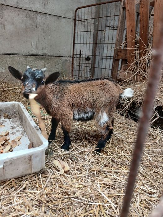 Cabrito micro anão