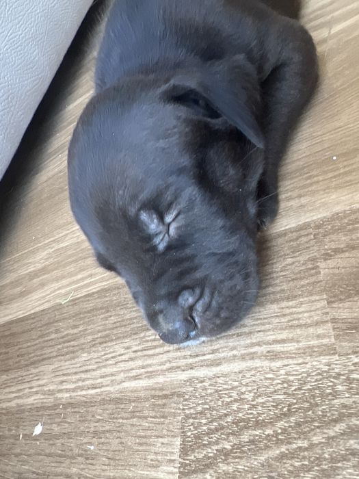 Cane corso com pitbull