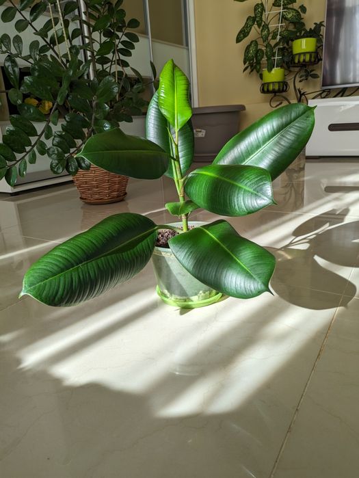 Продам фикус Каучуконосный