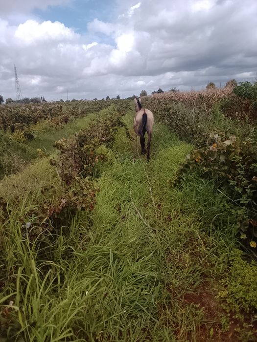 Égua para venda 2 anos 1,58 m muita massa sente feito nenhum