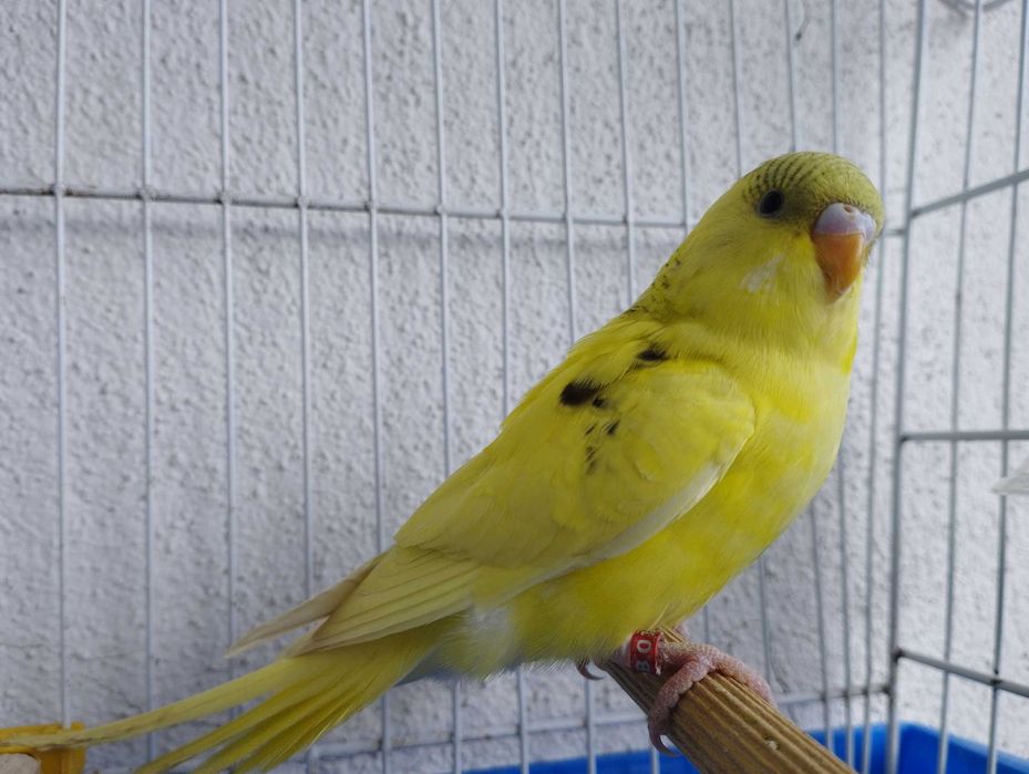 Periquitos australiano, novos