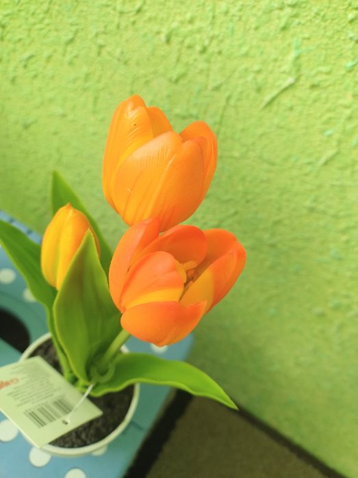 Kwiat drzewko tulipany