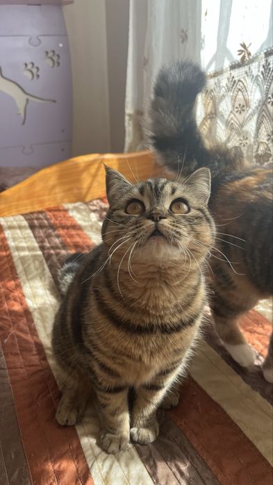 Femea Scottish straight