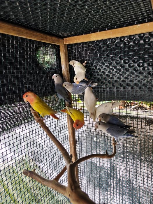 Aves exoticas para cedencia