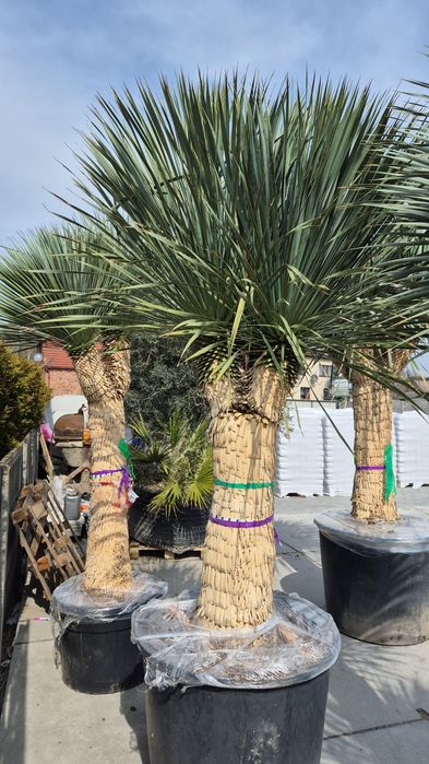 Yucca rostrata MULTIHEAD Wieloglowa. Yuca rostrata