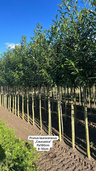 laurowiśnia Caucasica, Elly, Etna, Novita, Genolia, na pniu 150-180cm