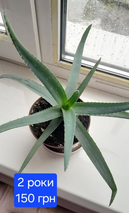 Алое лікарське доросле