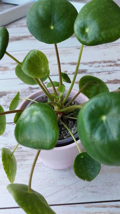 Pieniążek (Pilea peperomiowaty/ Pilea peperomioides) PROMOCJA!