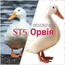 Яйця для інкубації качині