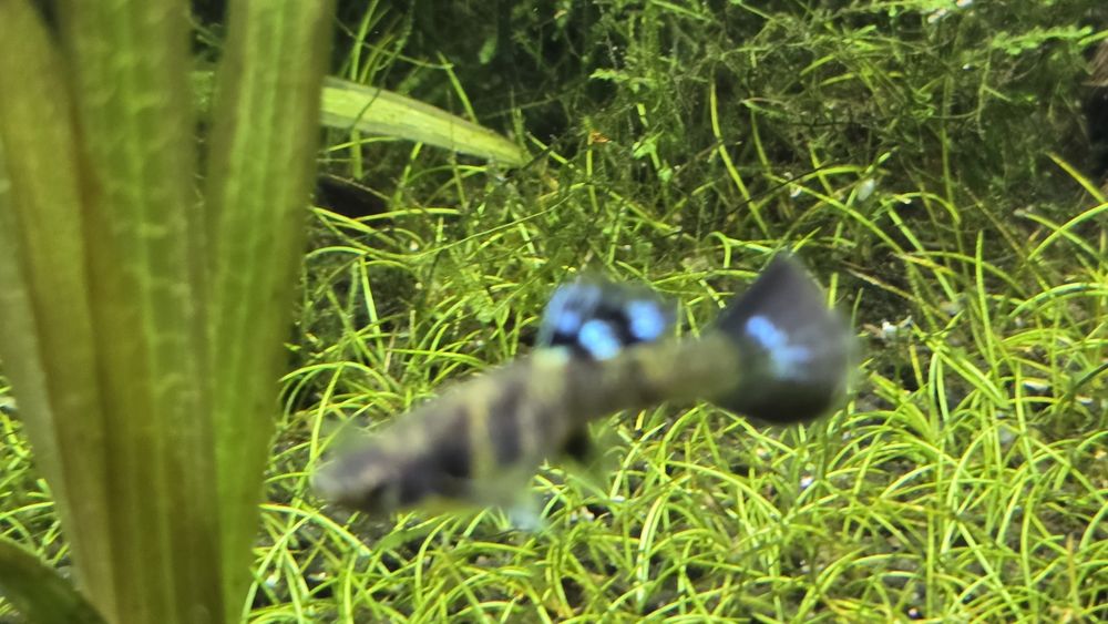 Gupik Blue Tiger King Cobra

Sprzedaje młode osobniki Wybarwiające się