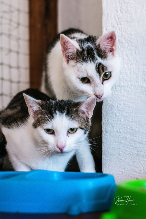 Bajka - nieśmiała, młoda koteczka do adopcji