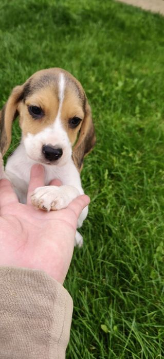 Piesek Beagle tricolor gotowy do odbioru metryka