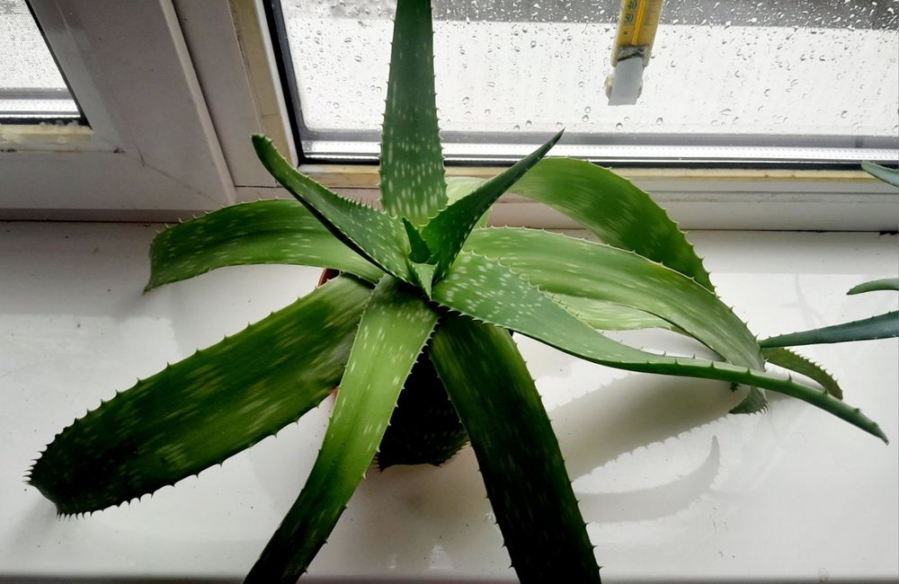 Алое лікарське доросле