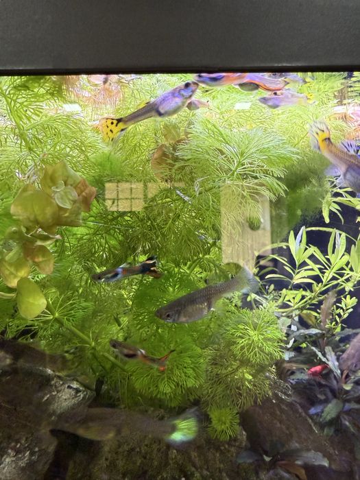 Mix Guppies - adultos, jovens e alevinos