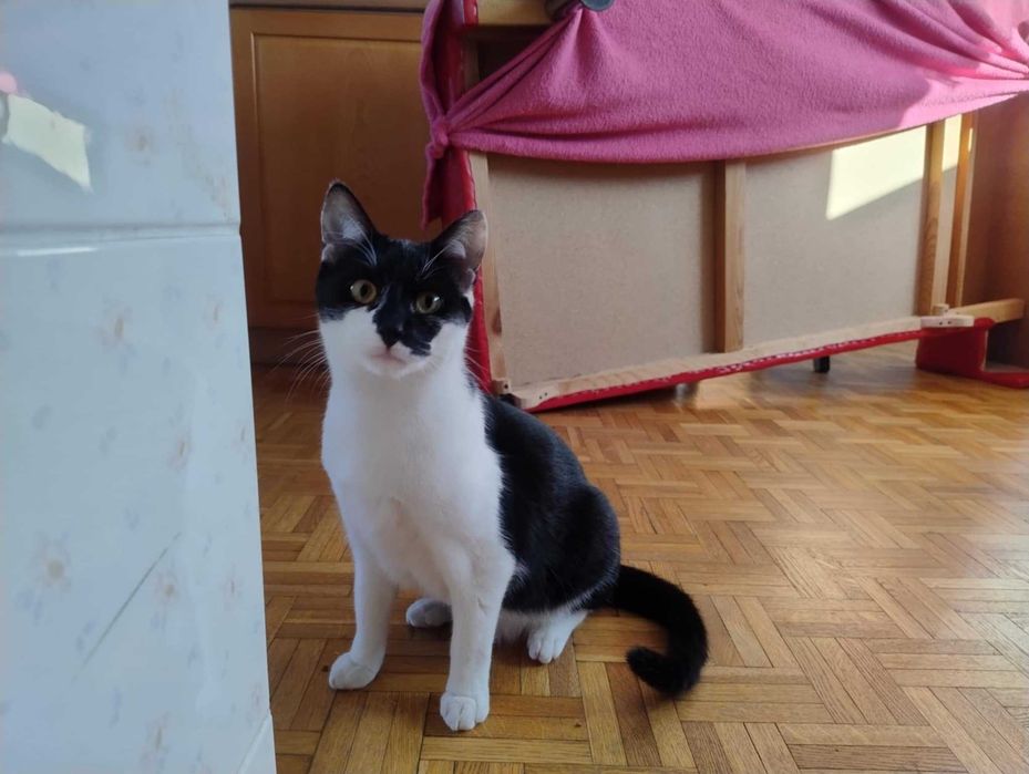 Piękny kotek szuka najlepszego domu - Monte