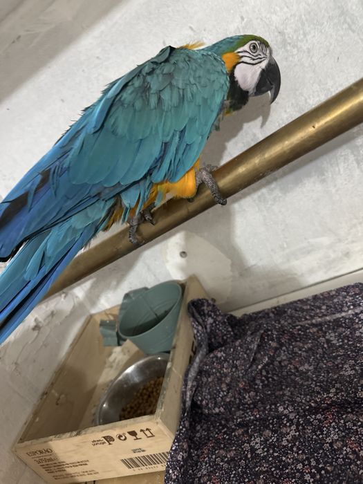 Arara amarela e azul para venda