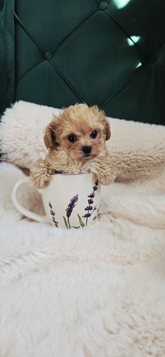 Maltipoo mini chłopczyk uroda Laleczki