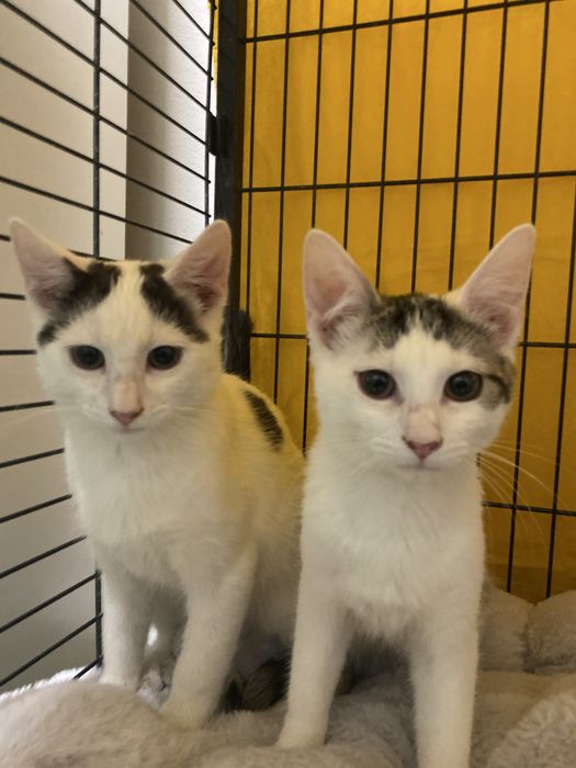 Kociaki szukaja domku