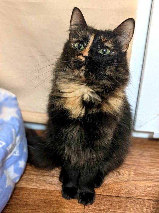 Очаровательная кошечка Черри, котенок черепаховаго окраса, 2 года, СТЕ