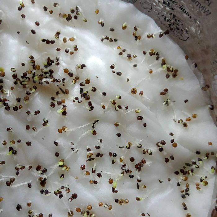 nasiona  tymianku zbiór 2025 r.