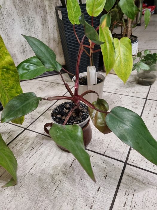 Фiлодендрон ( Fhilodendron)