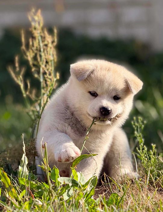Akita Japońska*Suczka*Hodowla ZKwP