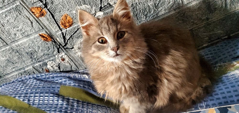 Киця шукає родину