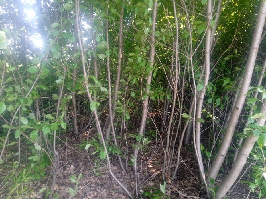 Зачистка ділянок та зріз аварійних дерев