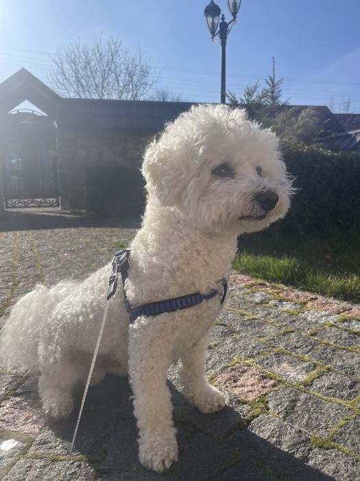 Бішон фризе, кобель для в’язки