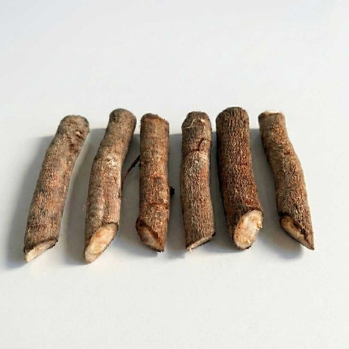 Sadzonki korzeniowe paulownia Hybryda 9503 oxy drzewo tlenowe - 5 szt