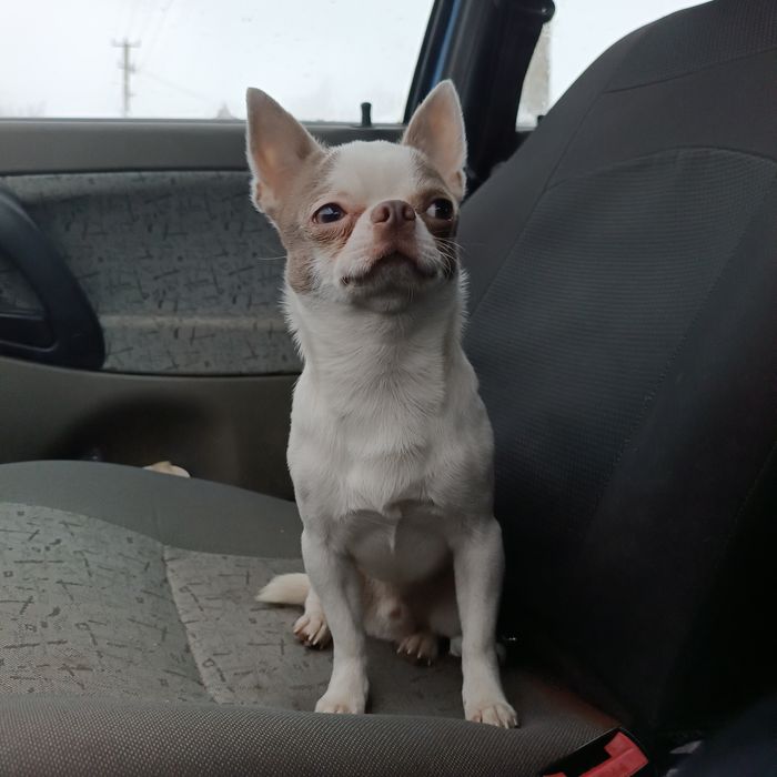 Молодий активний пес чихуахуа для в'язок, кобель чихуа