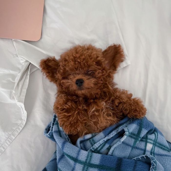 Маленький пудель для тих, хто цінує спокій