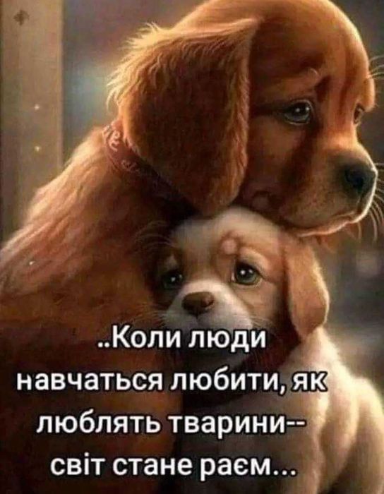 цуценя йорка 7-міс,baby face міні,хлопчик привитий із паспортом