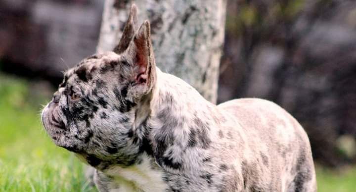 Вязка французкий бульдог