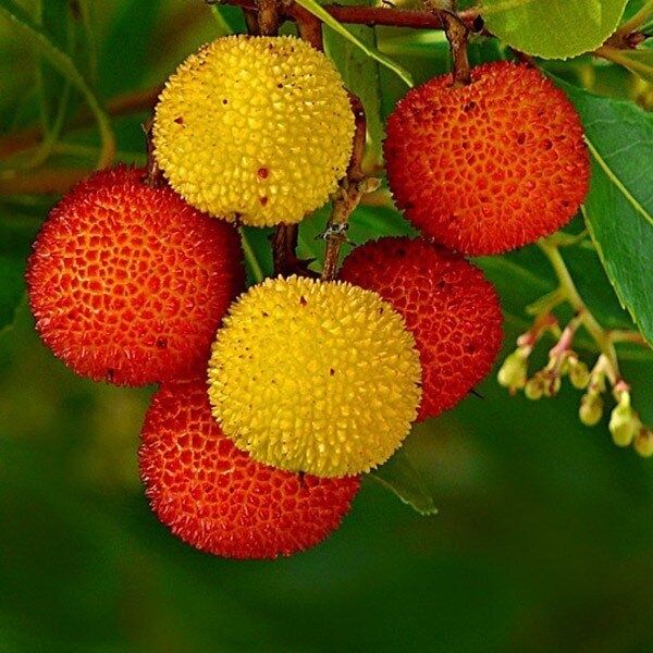 Medronheiro (Arbutus unedo)