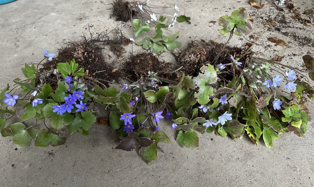 Печіночниця , підліска