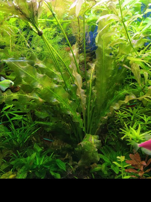 Акваріумні рослини. Набір