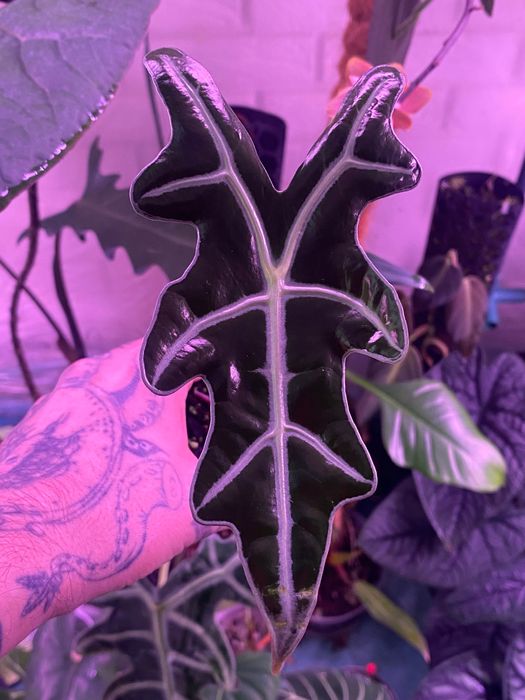 Alocasia / alokazja nobilis