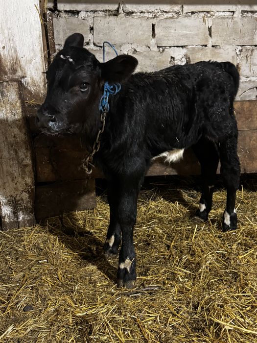 Продам гарного бичка