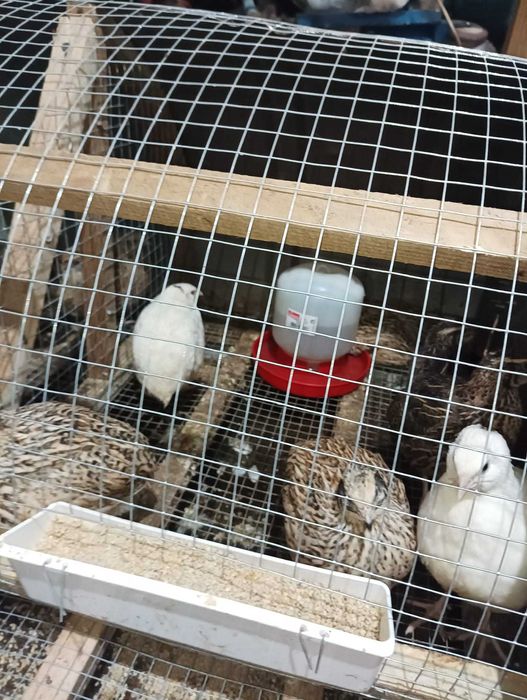 Codornizes e derivados