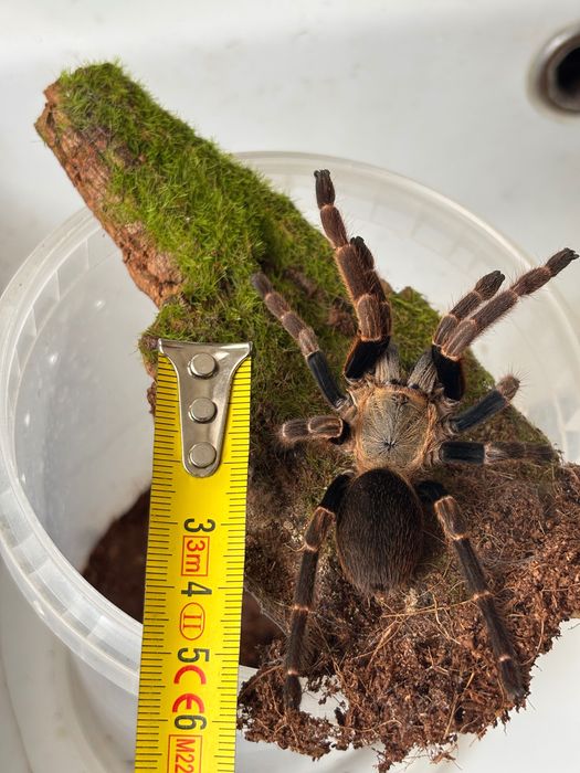 Ornithoctoninae sp. viridis samica 4 dc