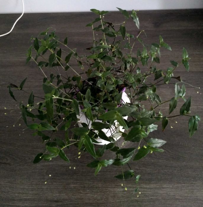 Традесканция мелколистная